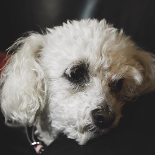 hunde-fodder-kvardrat